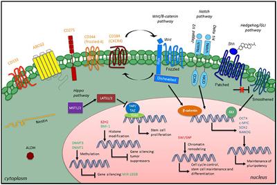 Soft Tissue Sarcoma Cancer Stem Cells: An Overview